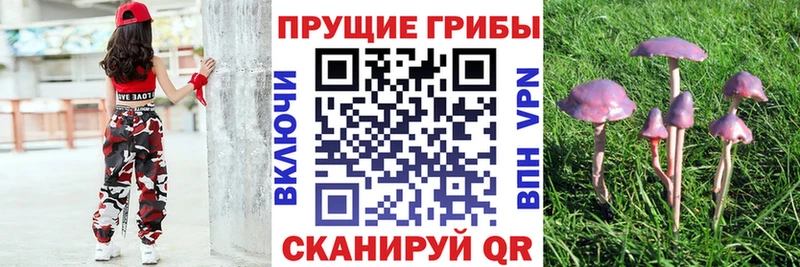 Галлюциногенные грибы MAGIC MUSHROOMS  нарко площадка состав  Курган 